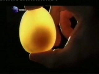 Gallinas: ¿Como se forman los huevos?