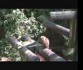 Zoo de La Palmyre septembre 2010