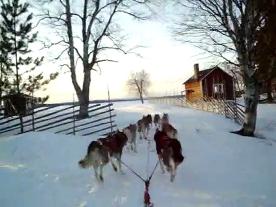 entrainement chiens de traineaux