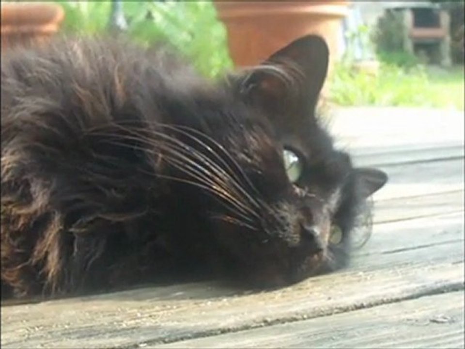 Tampa, Brendel & Schubert