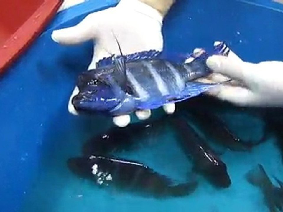 Blue zaire kitumba 1