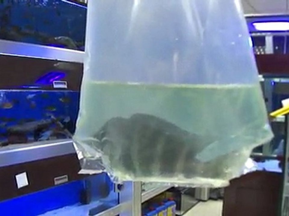 blue zaire kitumba 3