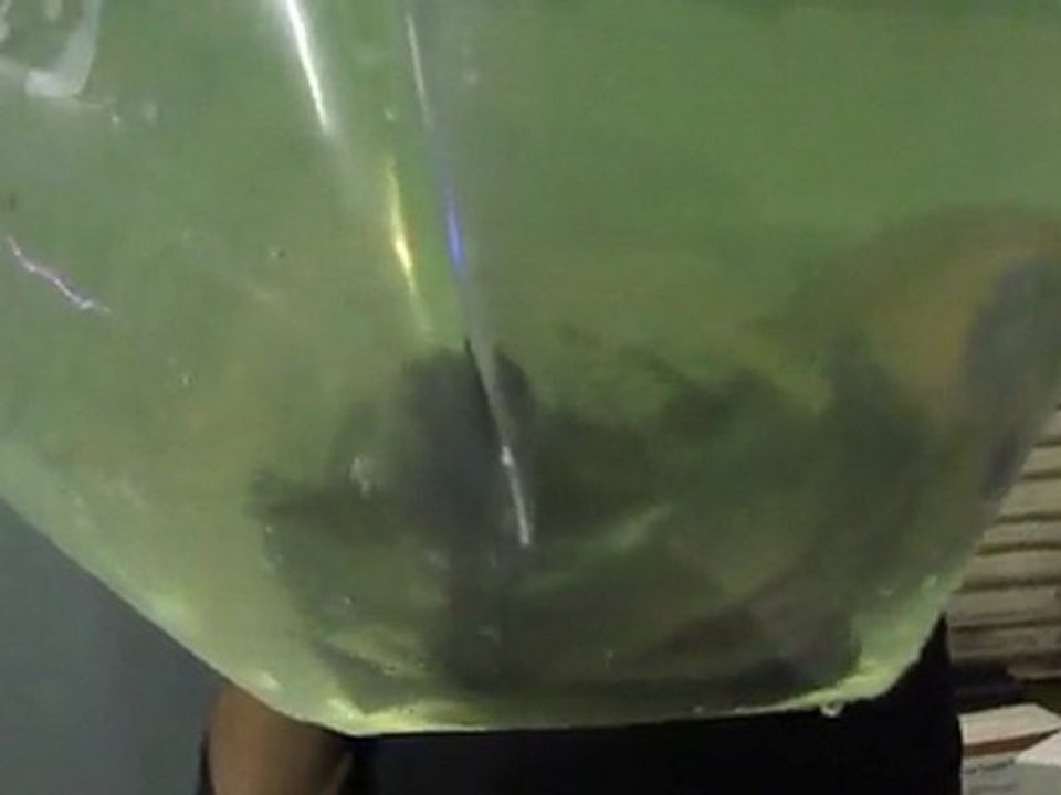 katato red dorsal