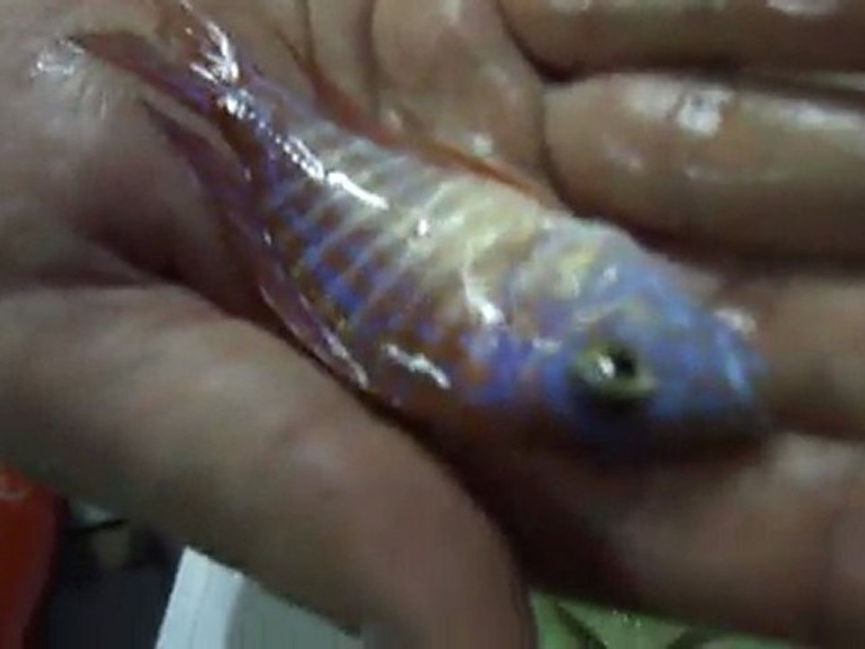 auloncora red 2 (kırmızı imparator)