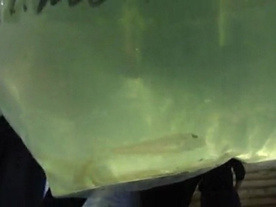 kilesa kum kelebeği