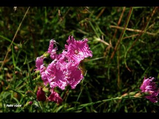 PYRENEES FOREVER (antistress garantie)