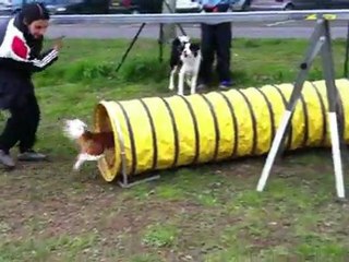 entrainement agility intermediaire