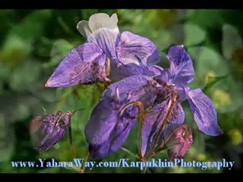 Кавказский заповедник - Кавказ - Россия