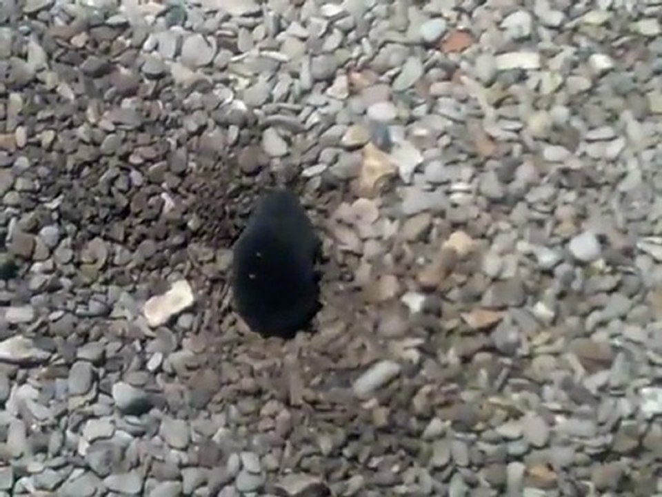 La taupe, çà vous creuse ... ou pas