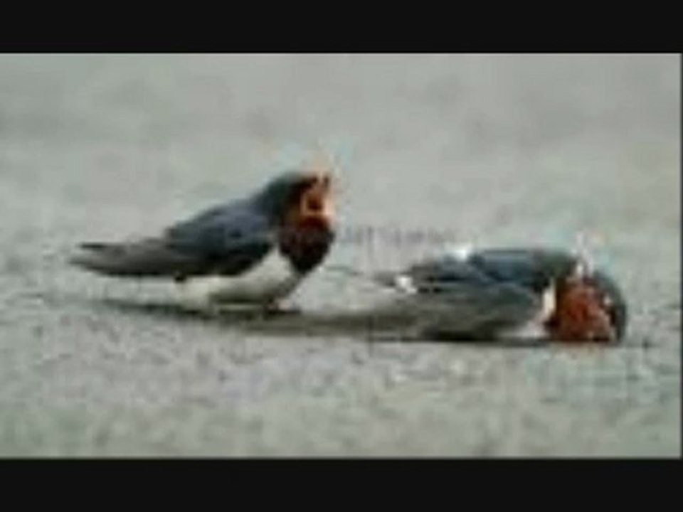 Fatoş Özgül - Kardeşe Ağıt