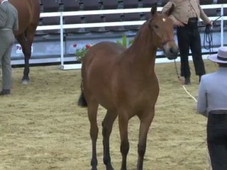 Iberica DM Alcab 2011 28042011