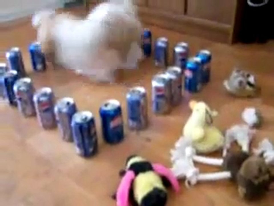 Un chien dans une prison de cannettes ! Infranchisable