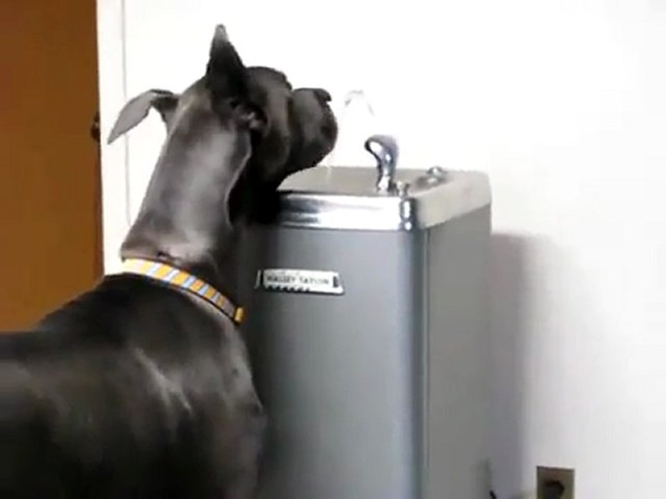 Un chien fontaine à eau - humain