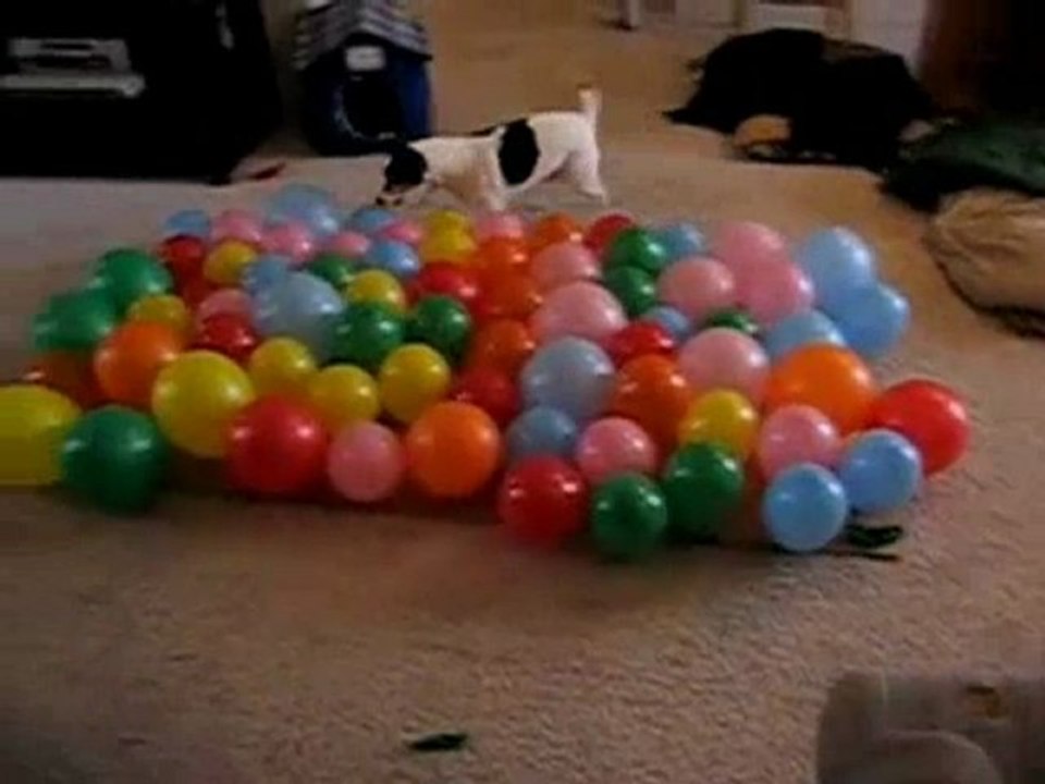 Le chien qui déteste les ballons !