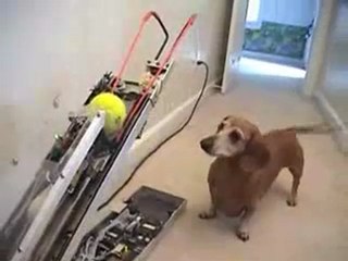 Comment occuper son chien pendant des heures - robot ball