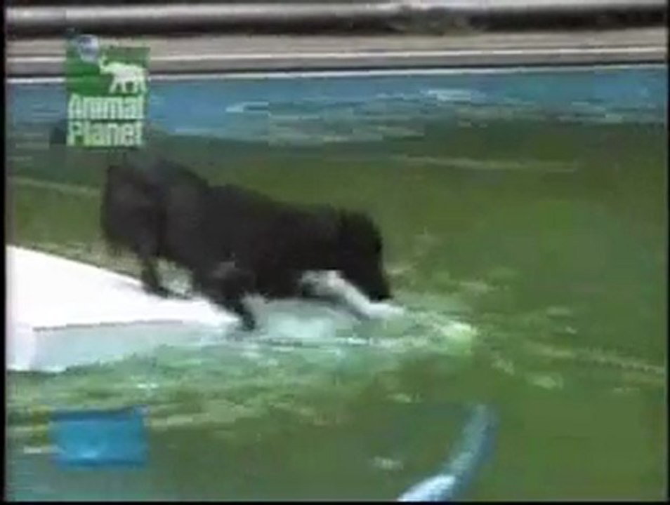 Chien très très malin - piscine + balle