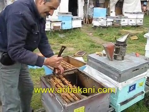 arıcılık, ormandaki karniol arıla, arıcılık videosu