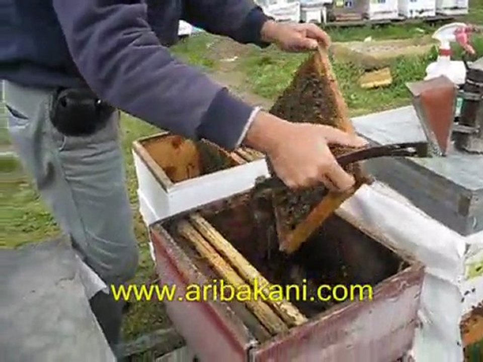 Karniol arısı ve kışlaması, arıcılık videoları