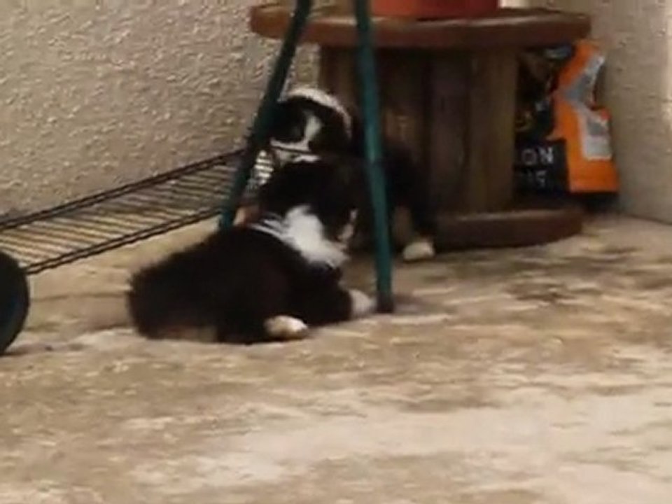 bébés Balzane 7 semaines