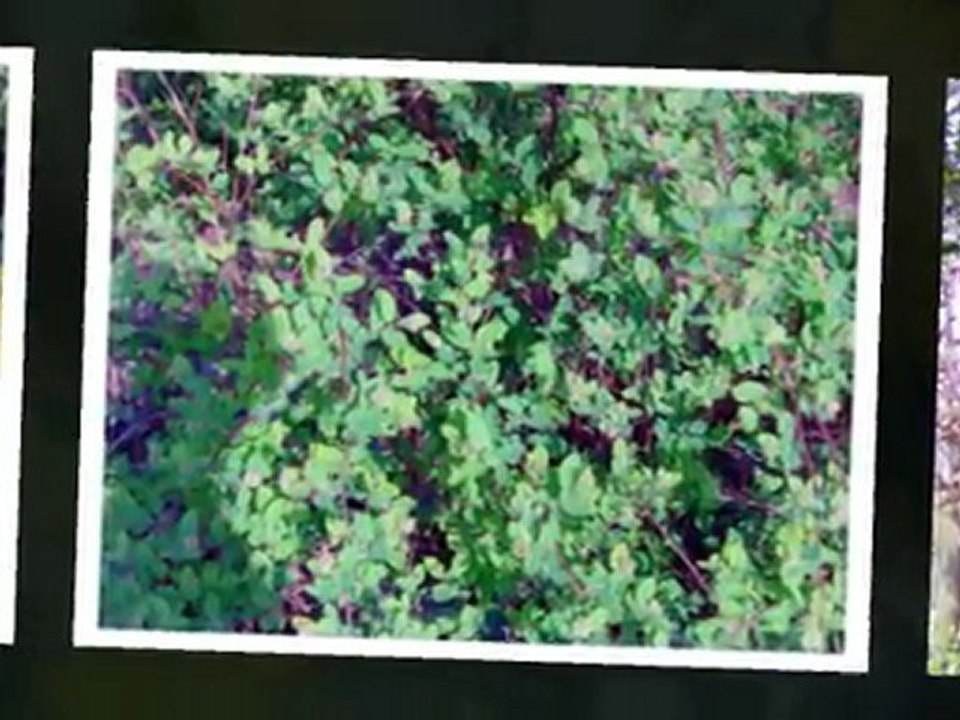 fleurs et plantes