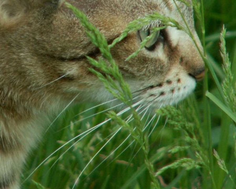 [Musiques en 30 minutes] Musique pour félin pour l'autre - Laurent Méliz
