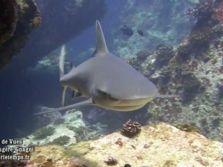 Raies et Requins