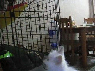 Ghinzu