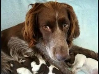 EMERAUDE ET SES CHIOTS D UNE SEMAINE