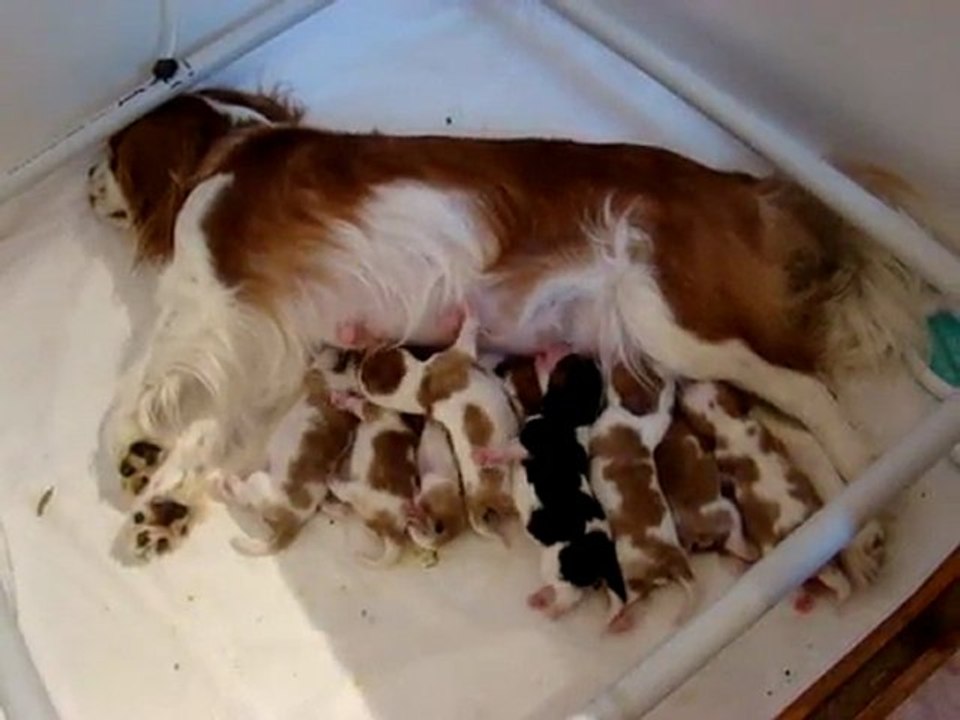 Bébés Dew des Beylias X Carham Actor's Studio (30/04/11)