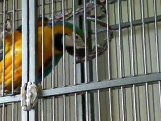 Lola, mon ara ararauna s'amuse avec ses anneaux