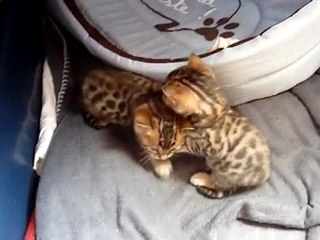 Chatons BENGAL - avril 2011 - Des Anges de Dhaka -