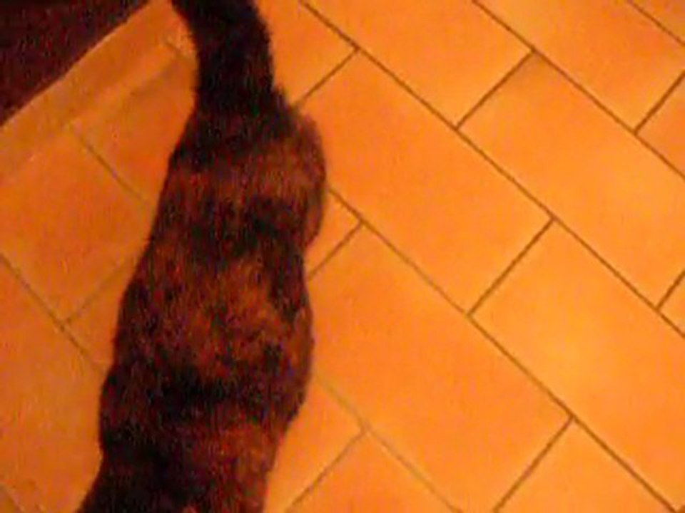 Chat assis