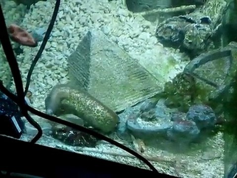 repas de la murene brune