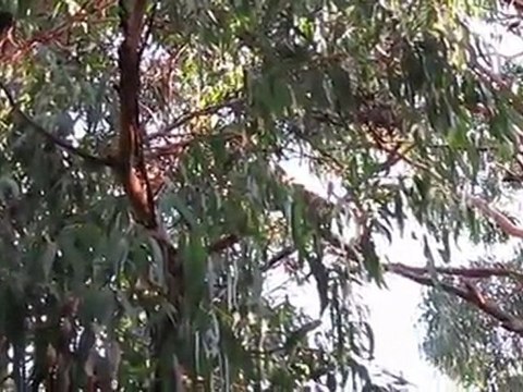 Kangourous et koalas sauvages