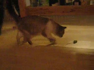 chat qui joue http://www.ohpacha.com