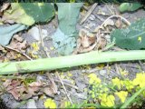 2 new Crop circles 2011 in Wiltshire, UK - late April 2011