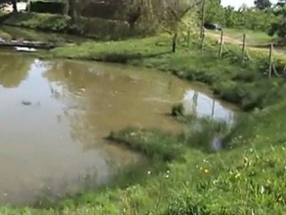 BWT - Niklon au pain...