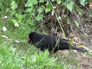 les yeux plus gros que le bec