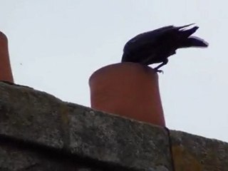 corbeau pere noël..?