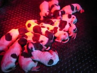 Portée d'Epagneuls Français à 1 jour : sommeil et rêves