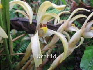 Manu Cultural Zone- Peru Amazon-Tour Operator Cusco