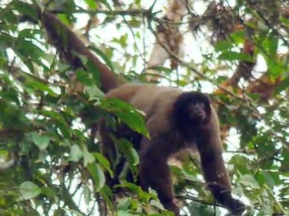 Manu Biosphere Reserve-Peru Amazon-Tour Operator Manu