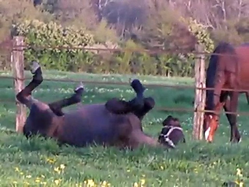 Unique en'Tou avril 2011 allures en liberté