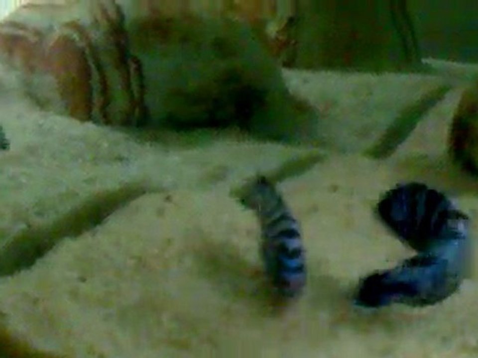 Demosoni çiftleşme