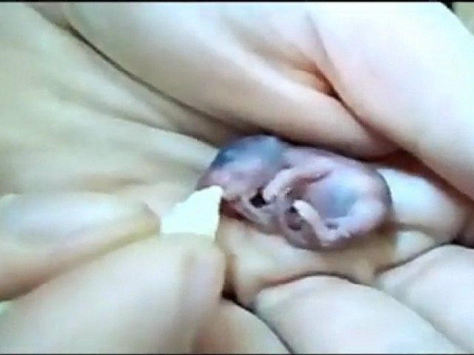 Vidéos publiées par Florent Muliva - 30 avril 2011 17-28#!-video-video.php-v=203