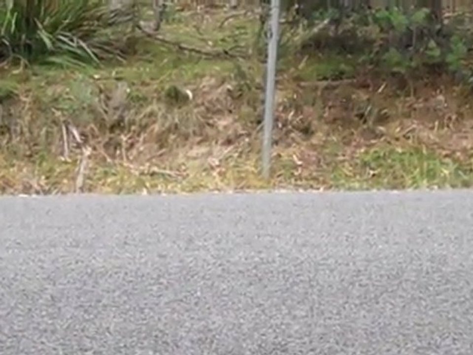 Fast Torana Green Car - Targa Tasmania