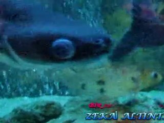 BİR İHTİMAL DAHA VAR_ZEKAİ ALTINTAŞ