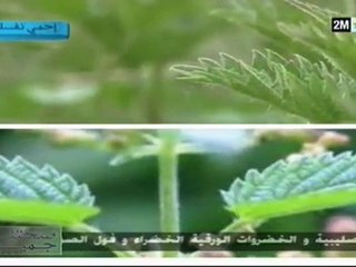 صحتنا جميع: الأحد 1 ماي