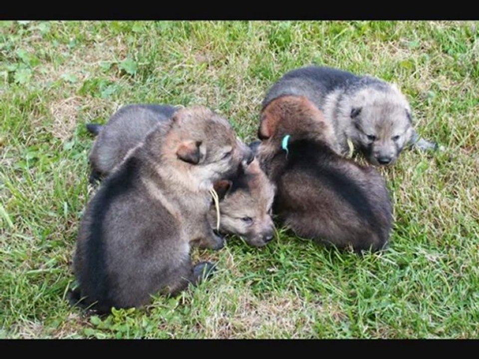 BB Indiana X Coyotte (0-4 semaines)