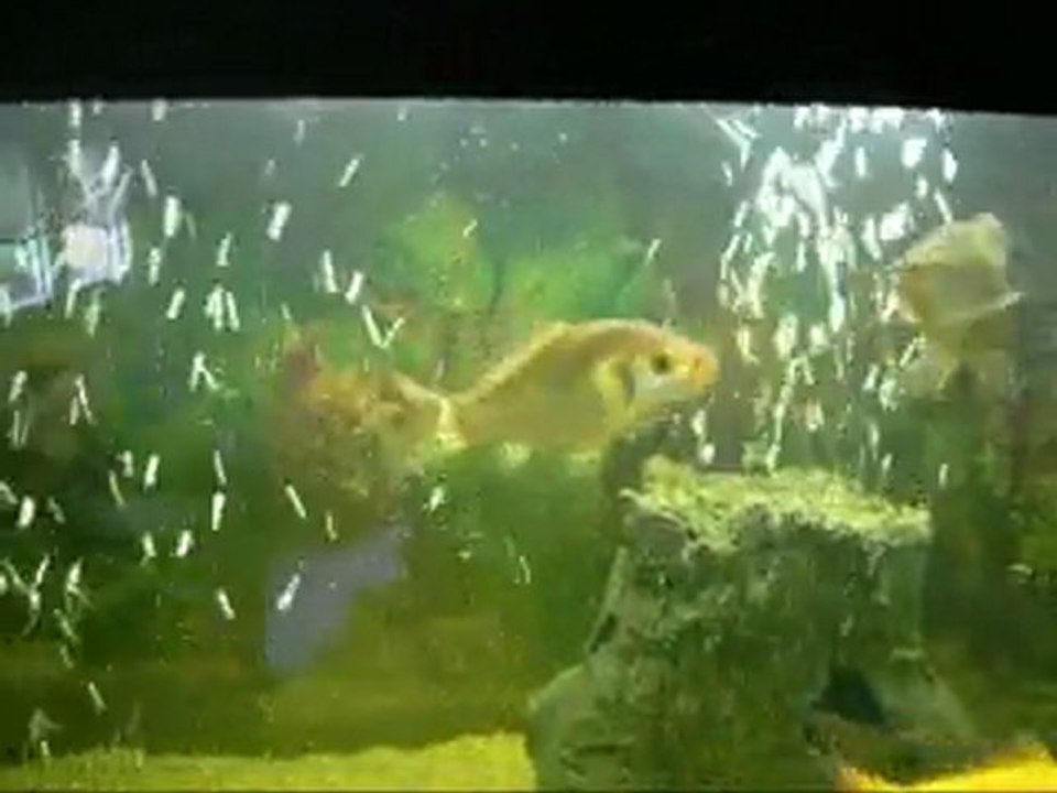 aquarium